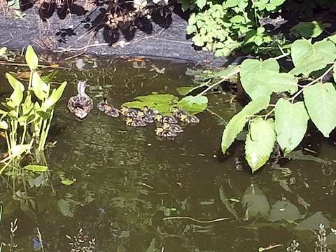 Enten im Teich